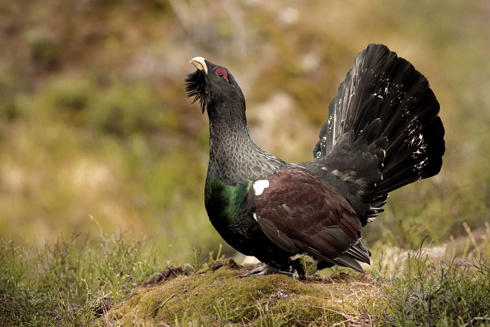 Raufußhuhn Monitoring - Österreichische Wildtierstiftung informiert