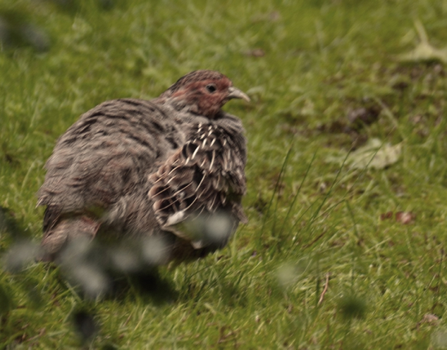 Bündnis pro Niederwild, Projekt Wildschutz - Österreichische Wildtierstiftung informiert