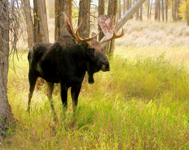 Straßen­fall­wild­­­­ Minderungs­projekt - Österreichische Wildtierstiftung informiert