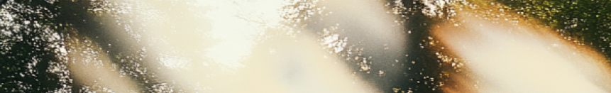 Österreichische Wildtierstiftung - ÖWTS